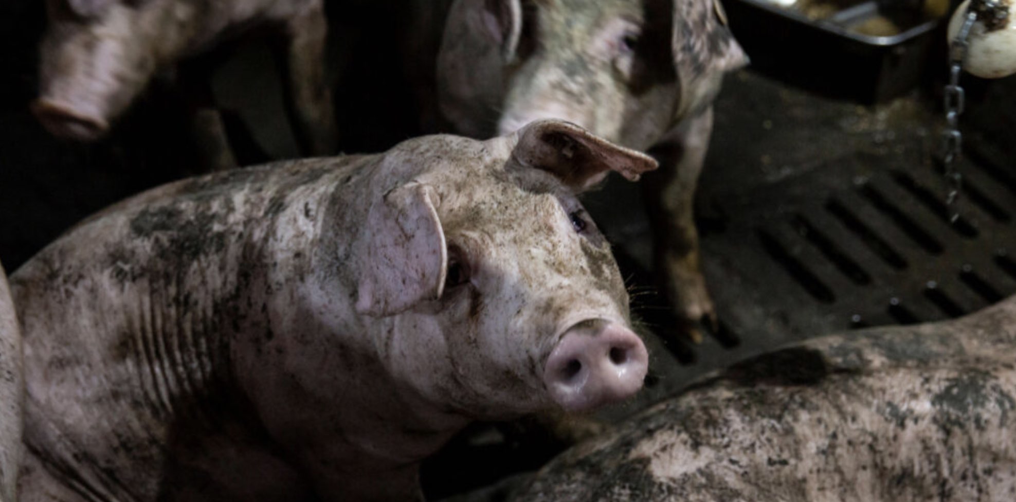 China, Cerdos, Alimentos, Gripe porcina