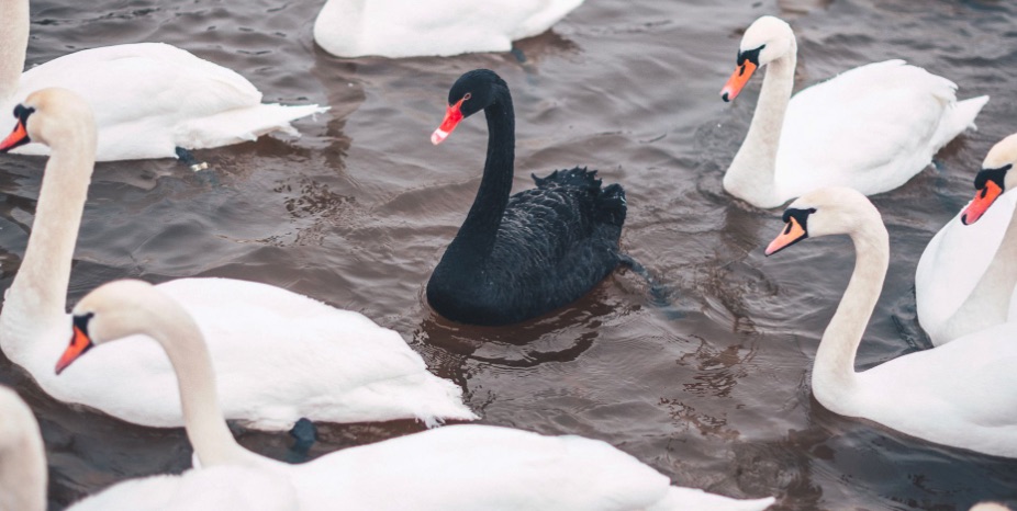 Cisne Negro, COVID, Teoría, Pandemia