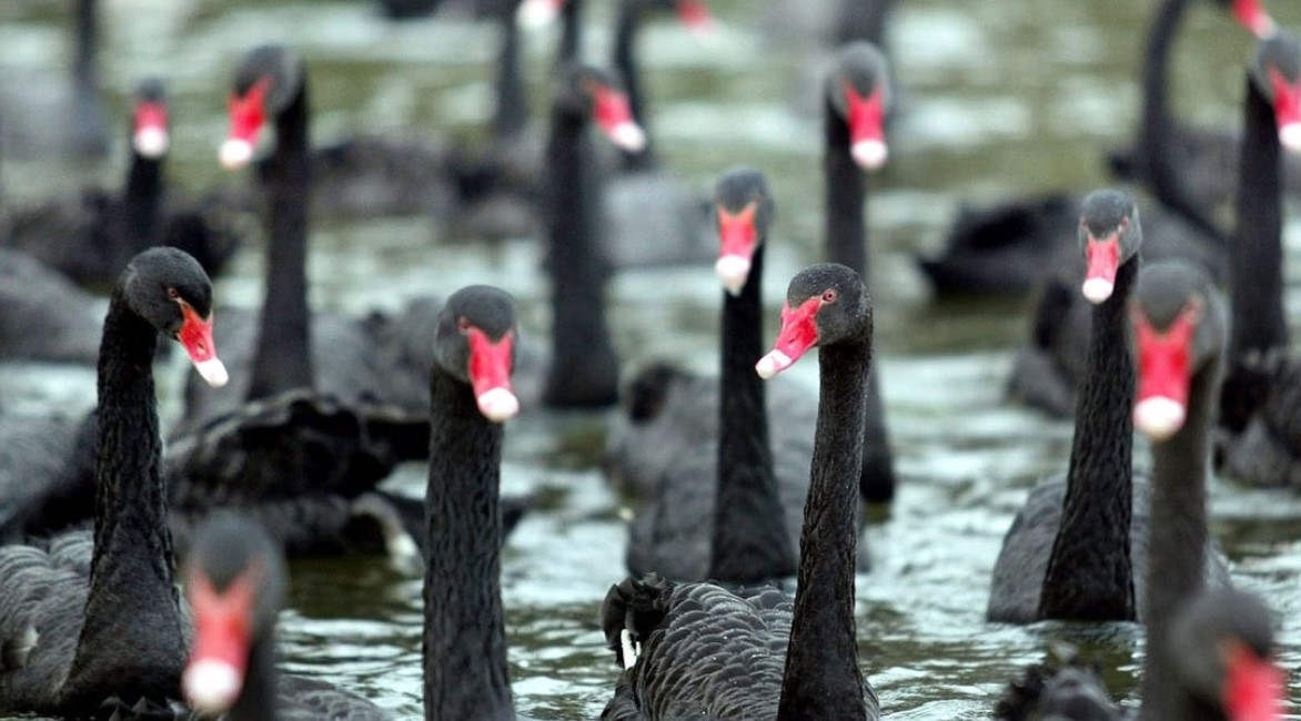 Cisnes Negros, PASO, Primarias en Argentina, Resultados de las PASO, Derrota de Rodríguez Larreta, Juntos, Patricia Bullrich, Javier Milei