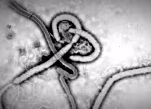 Virus Ebola, ampliado