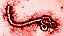 Virus Ebola